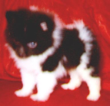 PARTI POMERANIAN PUPPY
